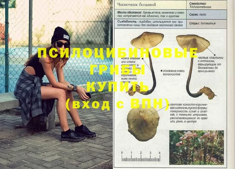 где найти наркотики  Курган  Галлюциногенные грибы Psilocybe 