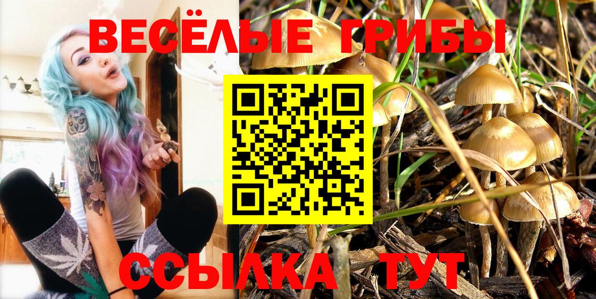 Галлюциногенные грибы Psilocybine cubensis  Курган 